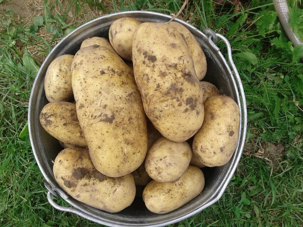 Крупные сорта картофеля фото и описание Что лучше приготовить из разных сортов картофеля В окружении цветов. Дзен