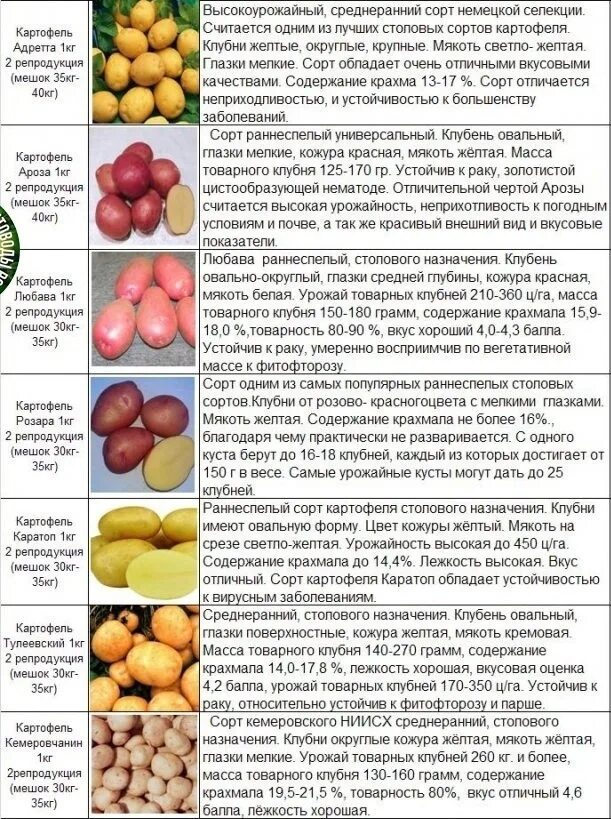 Крупные сорта картофеля фото и описание Такая разнообразная картошка с описанием сортов. 2023 Советы дачникам - Секреты,