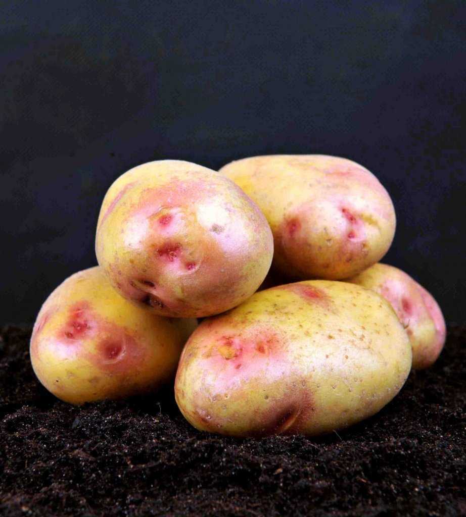 Крупные сорта картофеля фото и описание Ранние сорта картофеля для подмосковья: найдено 87 изображений