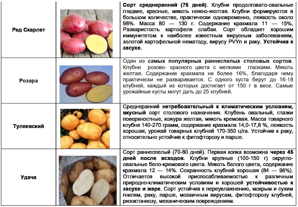 Крупные сорта картофеля фото и описание Крахмалистые сорта картофеля