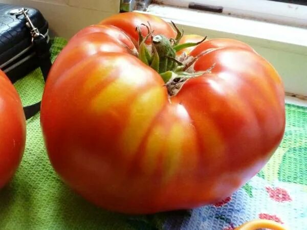 Крупные сорта помидоров фото Совместные покупки - Томск - Помидоры - Gigantesque - Гигантисика : Семена томат