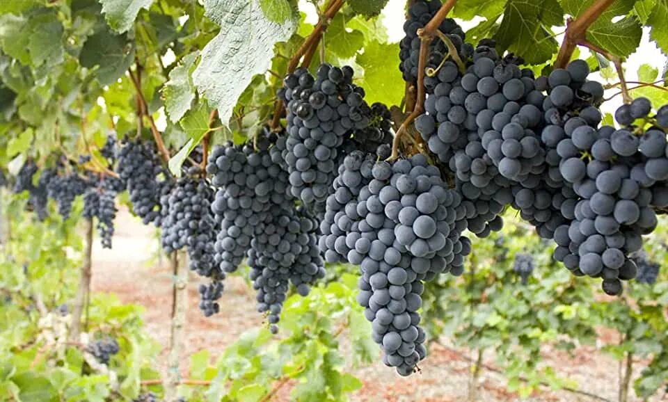 Крупные сорта винограда фото Amazon.com: Concord Grape Seeds