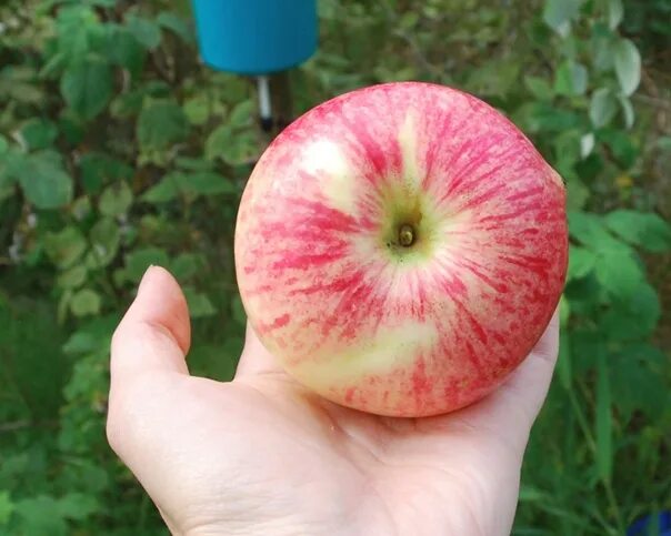 Крупные сорта яблок фото How to Choose the Right Apple The main criteria for choosing varieties are taste