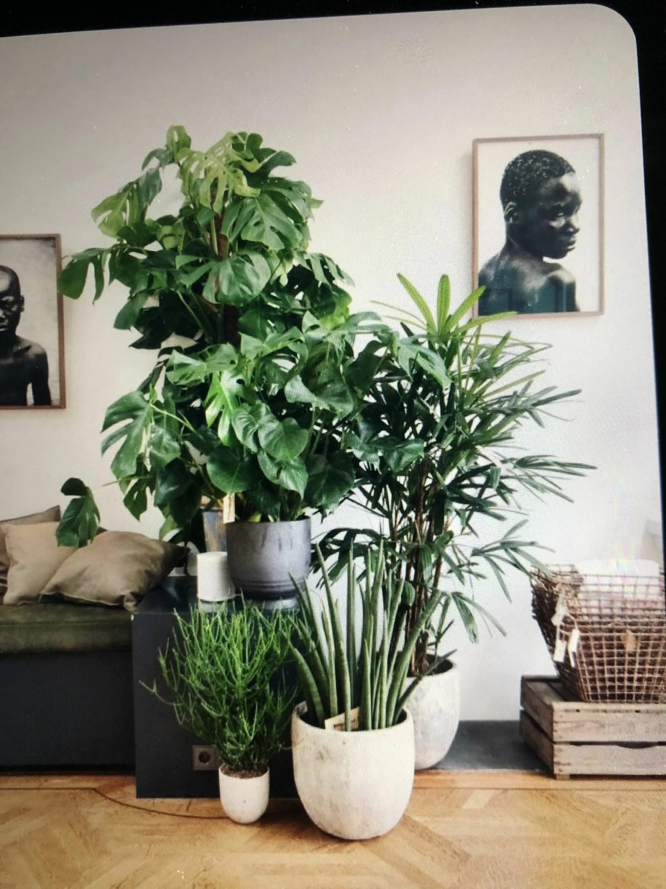 Крупные цветы в интерьере фото Pin by Magdalena on Jardins méditerranéens Plant decor indoor, Living room plant