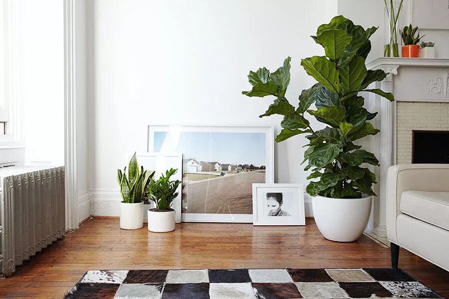 Крупные цветы в интерьере фото Fiddle Leaf Fig Potted Houseplant Trendy Houseplants The Sill Plantes de salon, 