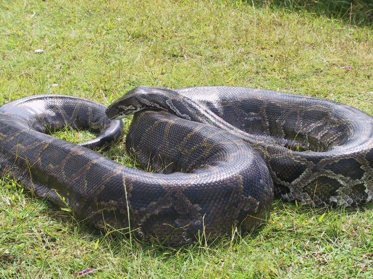 Крупные змеи фото Python Animal World Wiki Fandom