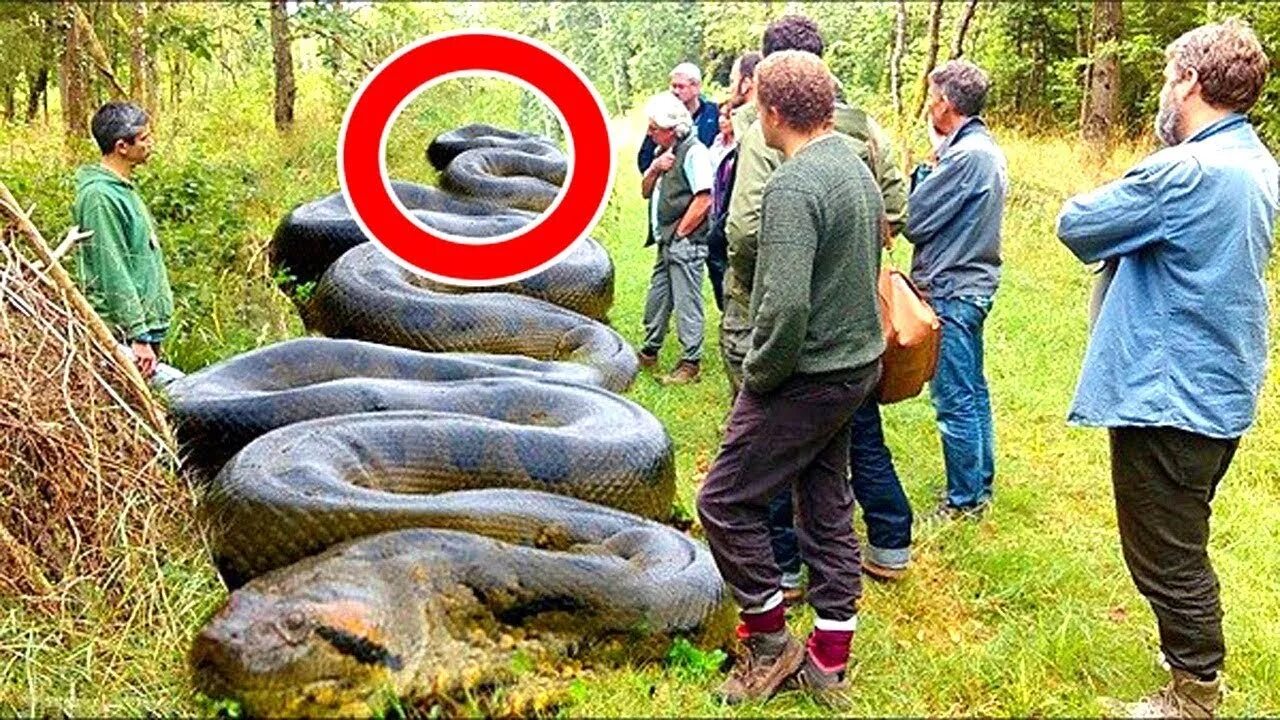 Крупные змеи фото Найдена Самая Большая Анаконда в Мире - смотреть видео онлайн от "tophype" в хор