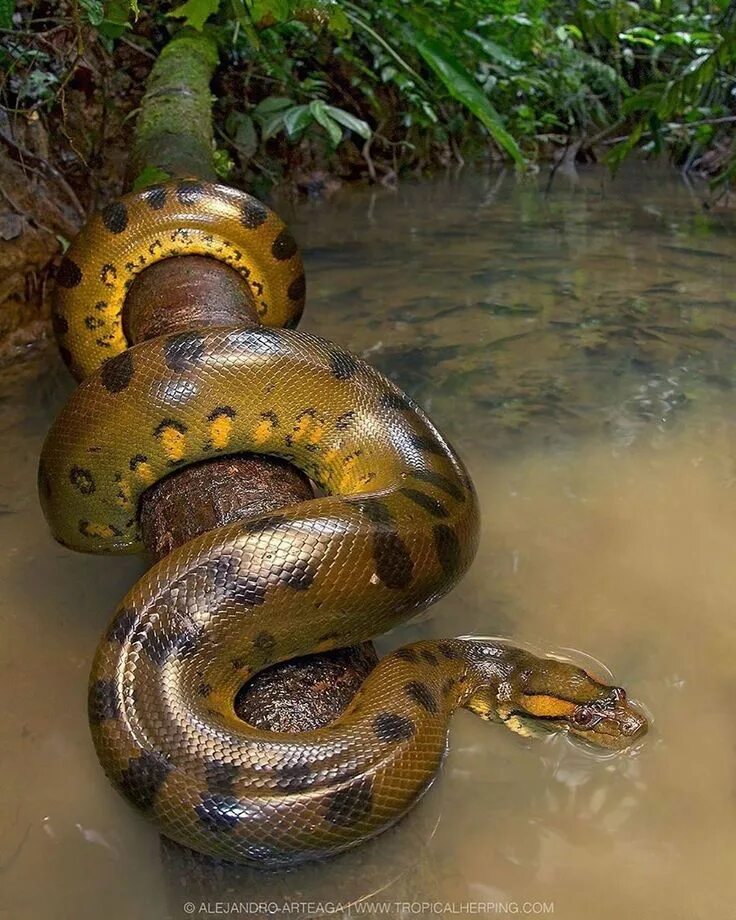 Крупные змеи фото Pin by Leonie on Schlangen Rainforest animals, Green anaconda, Anaconda snake