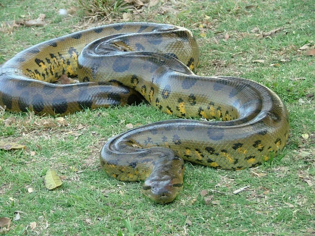 Крупные змеи фото The Anaconda in Zoology, is known to be the most largest and one of the longest 