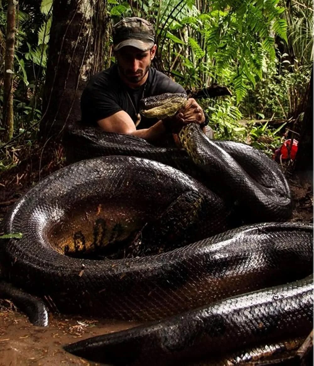 Крупные змеи фото Eaten Alive (2014)