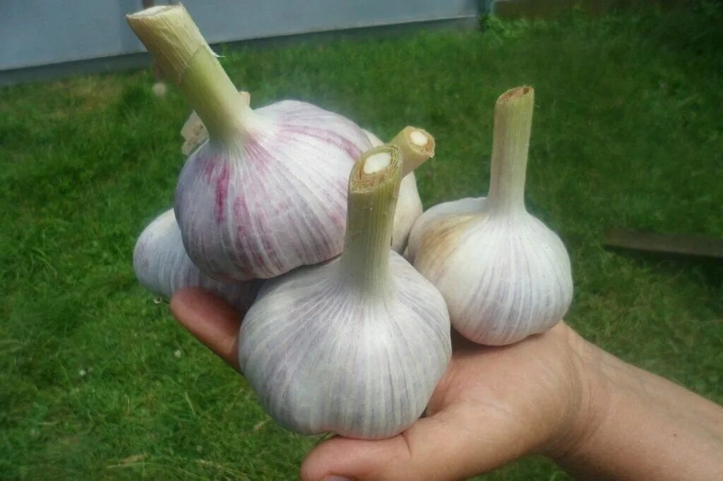 Крупный чеснок сорта с фото Tips for growing large garlic Garlic heads will form by June cepedine. For them 