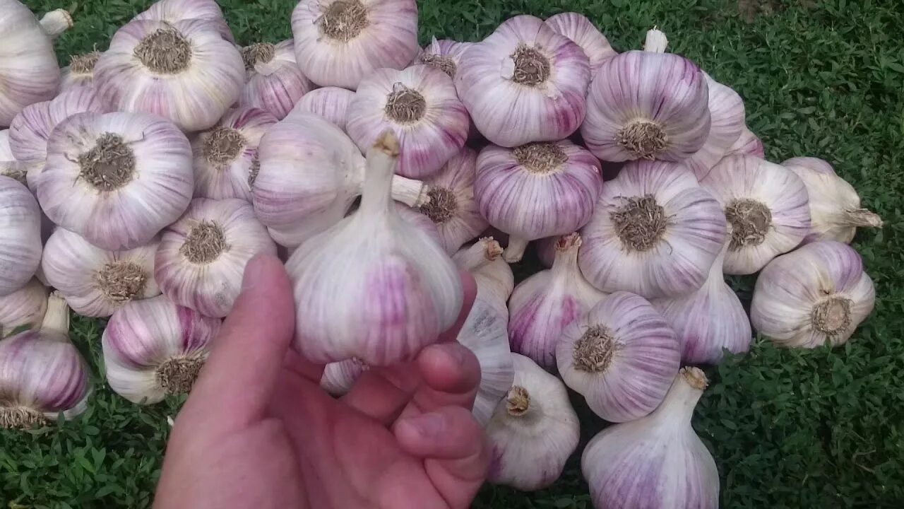 Крупный чеснок сорта с фото Часник сорт Любаша (Часникова Ферма) - YouTube