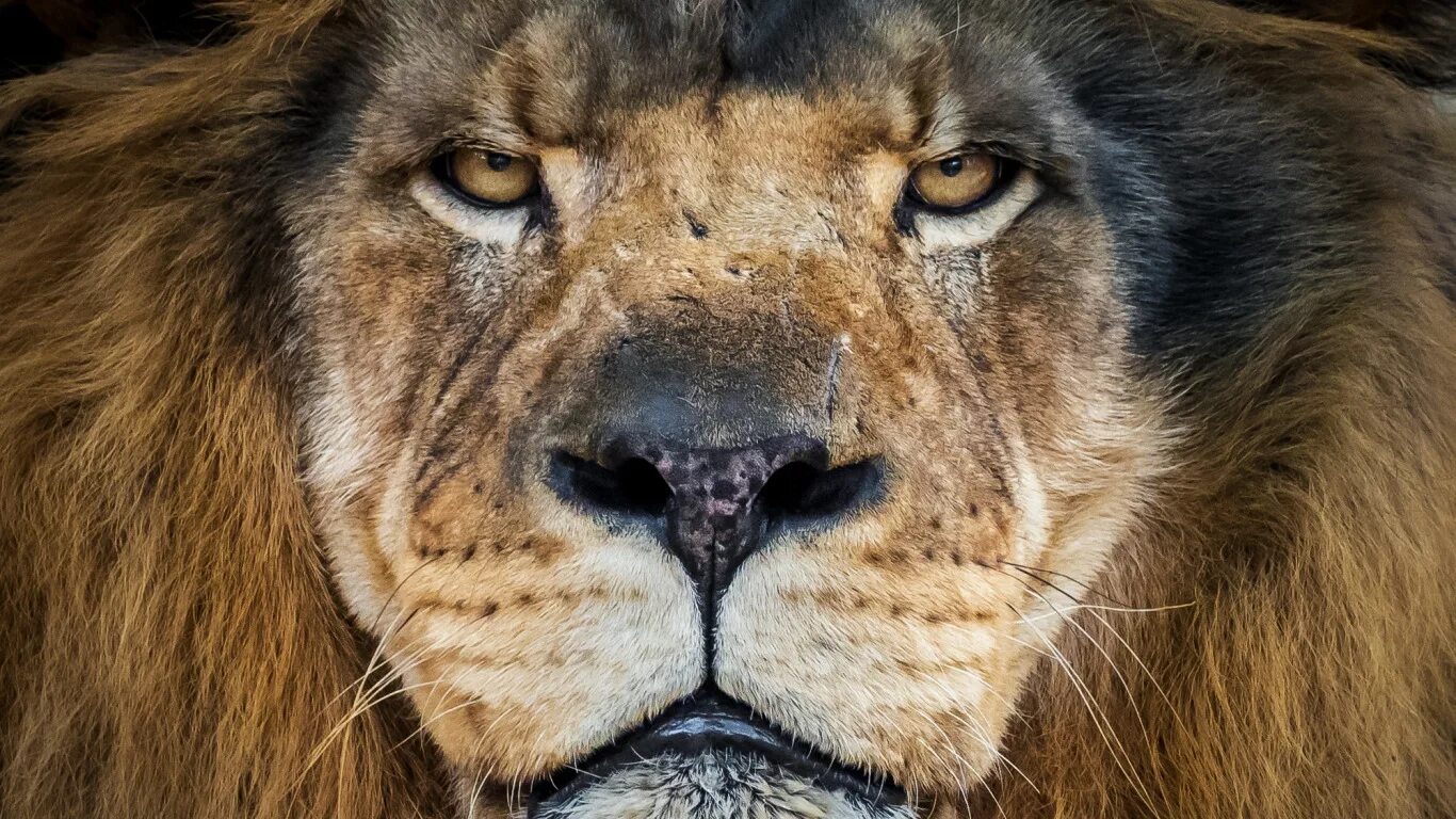 Крупный план фото высокого разрешения Download wallpaper portrait, Leo, king, section cats in resolution 1366x768