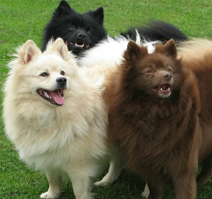 Крупный шпиц фото Pin on German Spitz Dogs