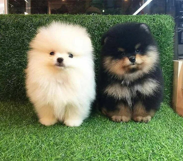Крупный шпиц фото Pin by Linn Vigre on IDK Puppies, Cute animals, Cute pomeranian