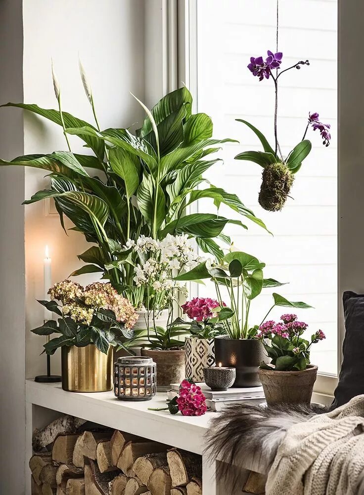 Крупный цветок в интерьере Plant window Идеи посадки растений, Висячие растения, Комнатный сад