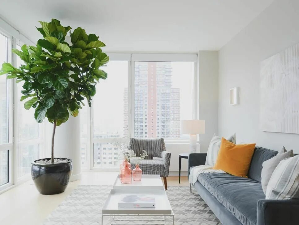 Крупный цветок в интерьере Rooms Viewer HGTV Fiddle leaf fig tree, Fiddle leaf fig, Fiddle leaf fig care