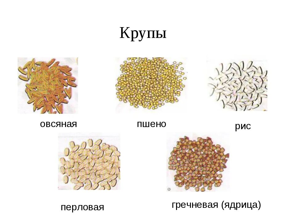 Крупы виды названия с фото Какие виды круп существуют eCookie.ru