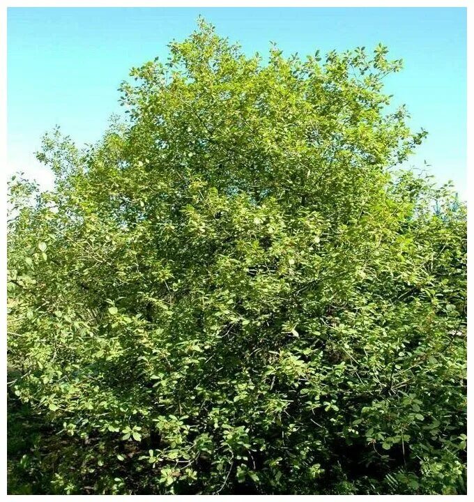 Крушина фото кустарника Крушина ломкая (лат. Frangula alnus) семена 15шт - купить в интернет-магазине по