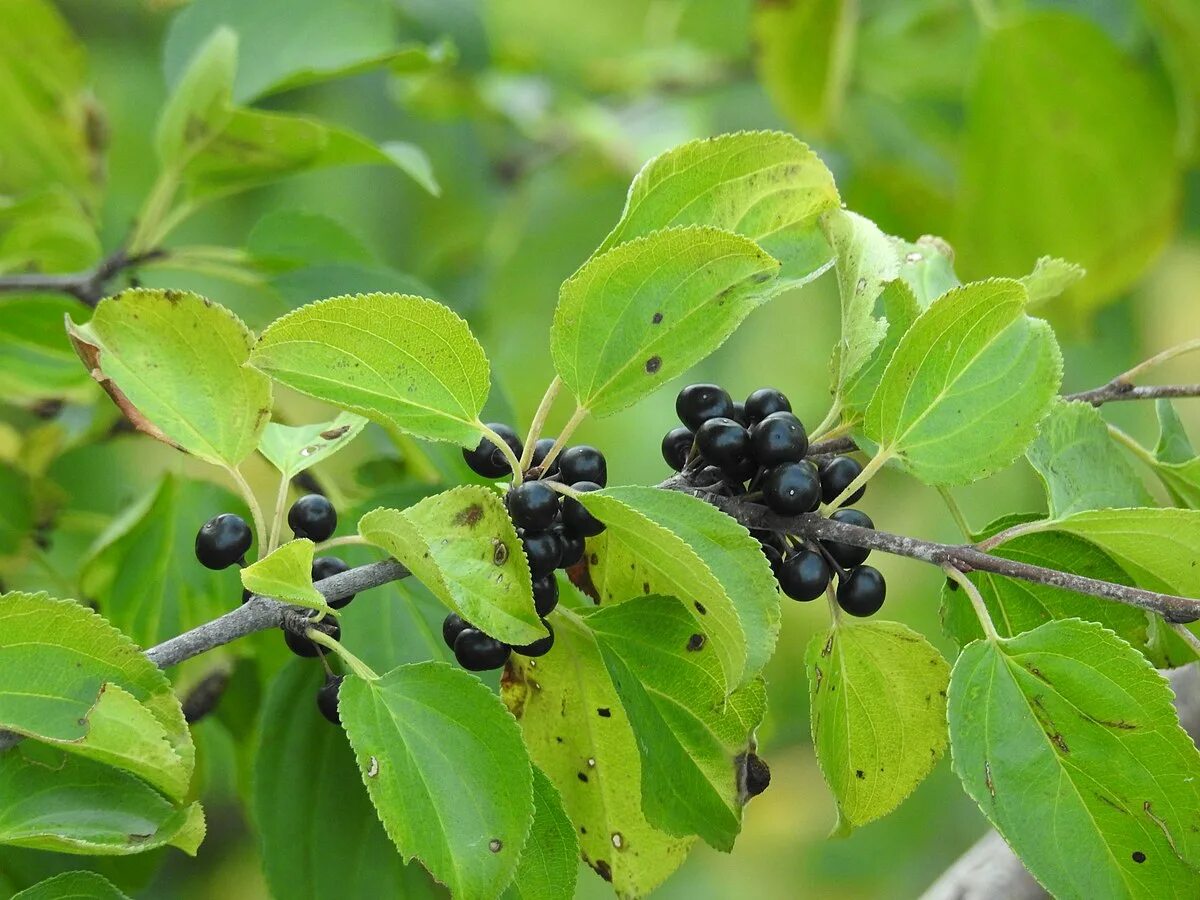Крушина фото кустарника и ягоды Ӳкерчĕк:Rhamnus cathartica RF.jpg - Википеди