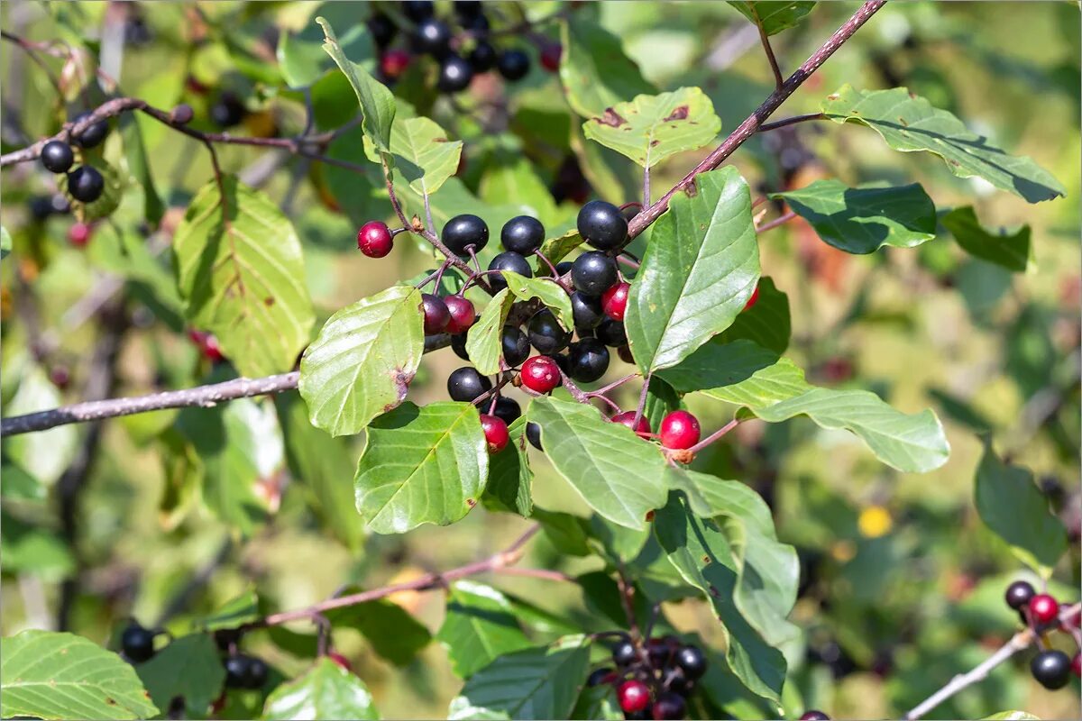 Крушина фото кустарника и ягоды Frangula alnus - Image of an specimen - Plantarium