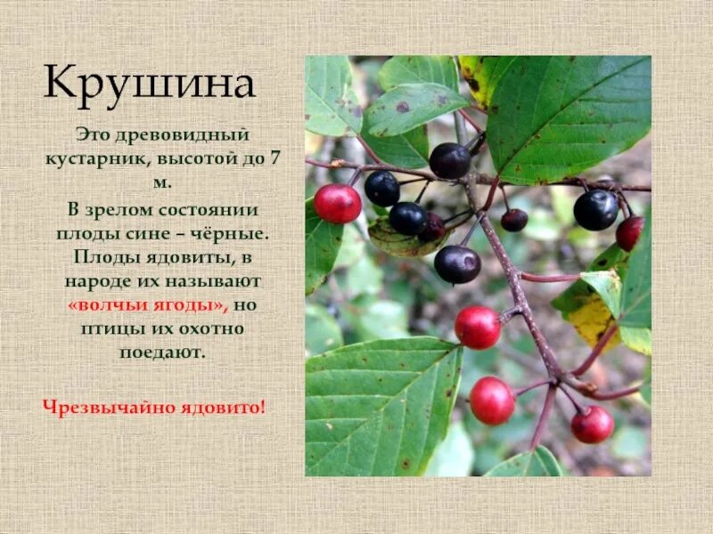 Крушина кустарник фото и описание Крушина дерева и листьев и плодов - Арт Минск.ру