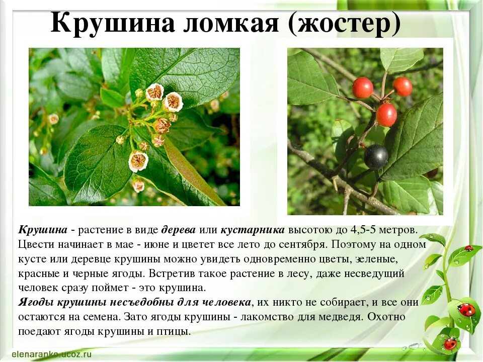 Крушина кустарник фото и описание Крушина описание