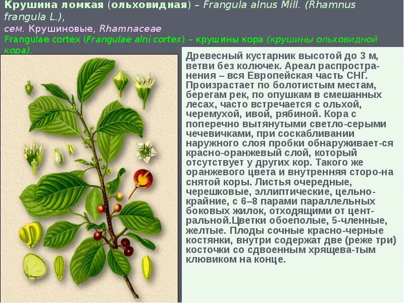 Крушина кустарник фото и описание Антраценпроизводные и их гликозиды. ЛР и ЛРС, содержащие эти соединения