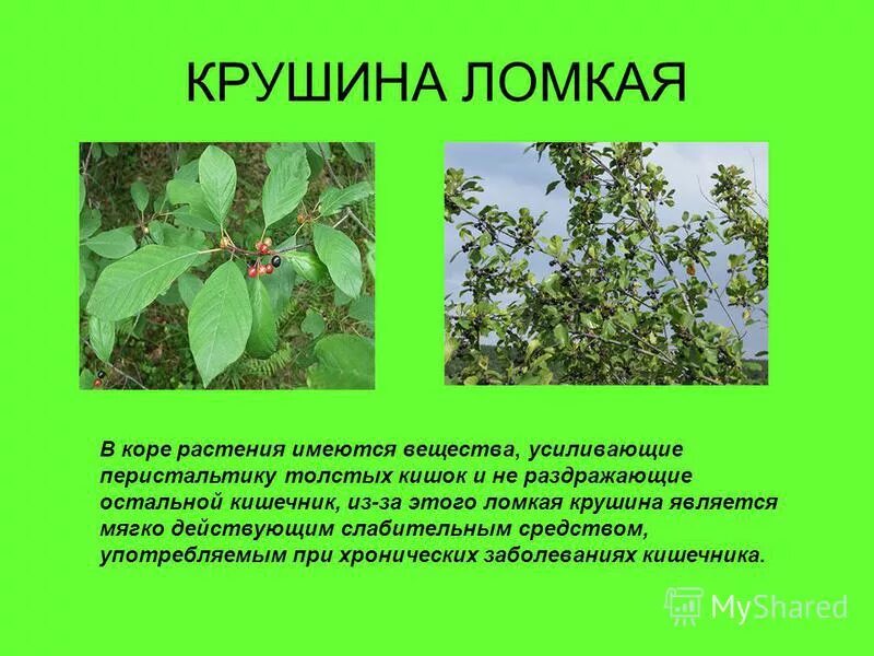 Крушина кустарник фото и описание Кусты крушины фото - ViktoriaFoto.ru