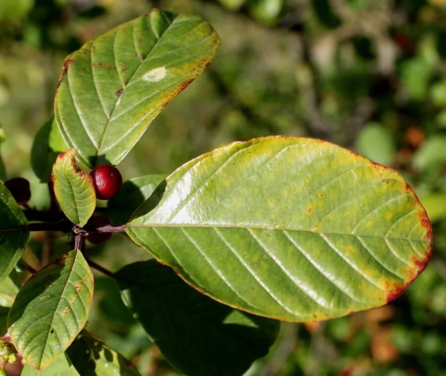Крушина листья фото Frangula alnus - Image of an specimen - Plantarium