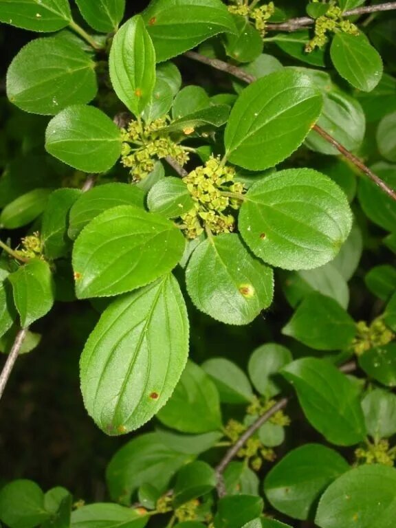 Крушина листья фото Invasive Common Buckthorn pdf