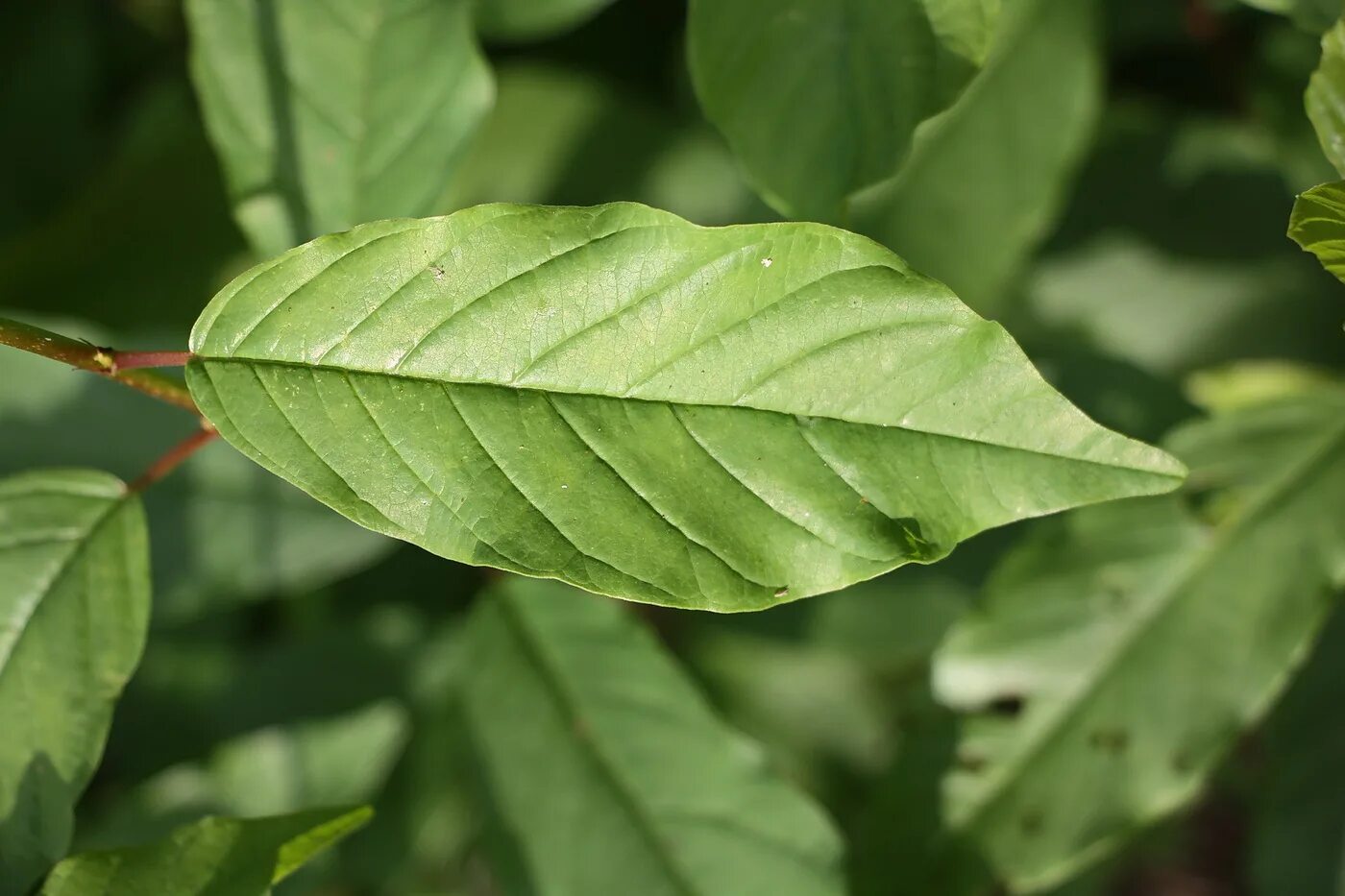 Крушина листья фото Frangula alnus - Image of an specimen - Plantarium