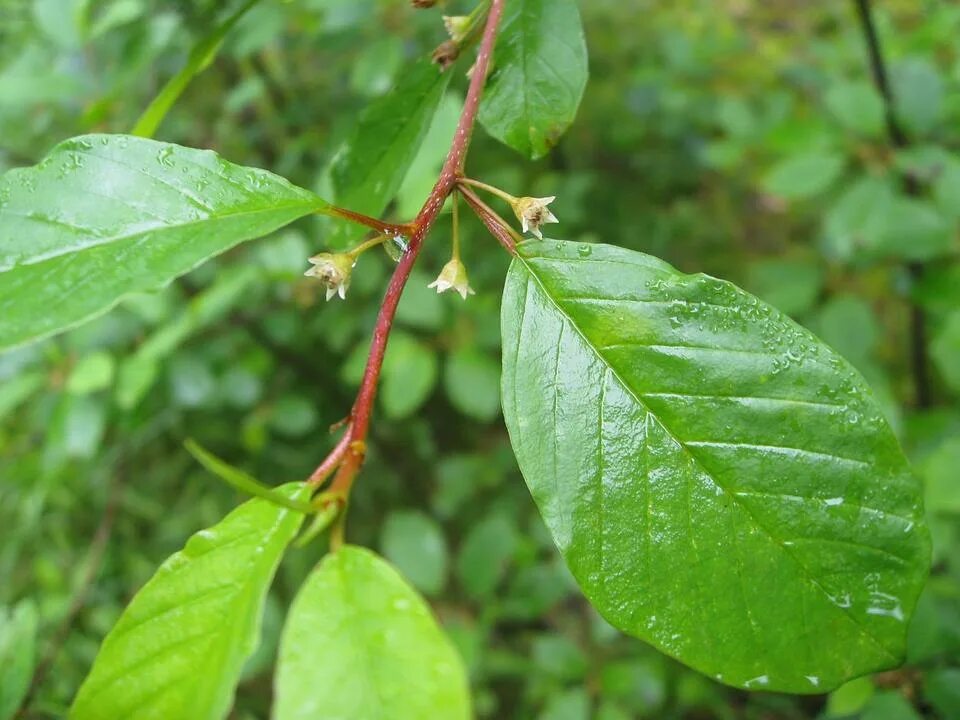 Крушина листья фото Alder buckthorn * Leisure activity " outdooractive.com