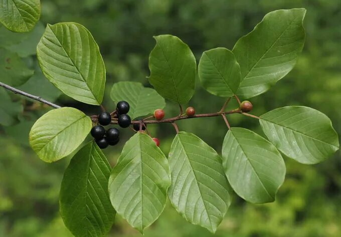 Крушина листья фото Крушина ломкая Frangula alnus 40-60 Декоративная смородина, крушина. Декоративно