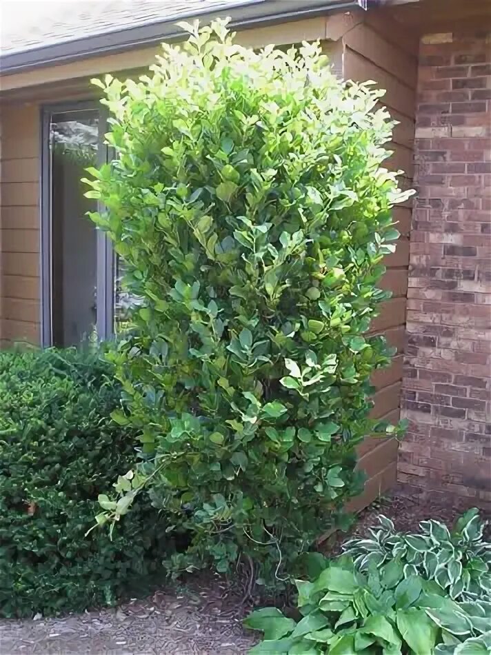Крушина в ландшафтном дизайне Columnar Buckthorn Trees for front yard, Shrubs for landscaping, Backyard plants