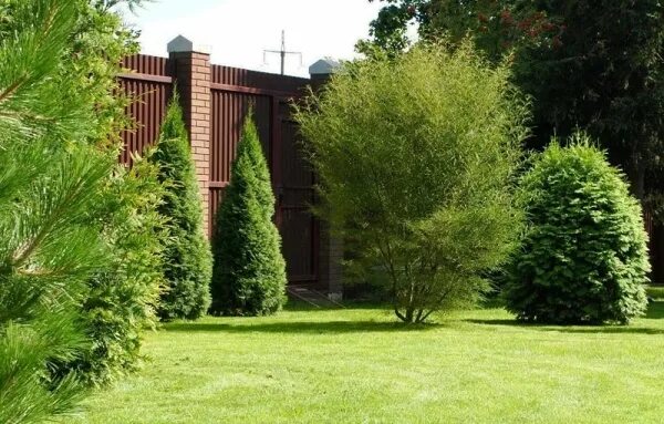 Крушина в ландшафтном дизайне Декоративные кустарники