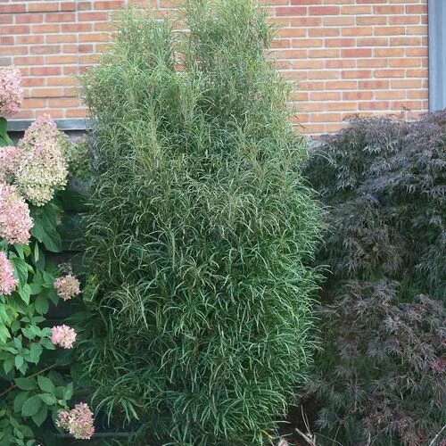 Крушина в ландшафтном дизайне Fine Line ® - Buckthorn - Rhamnus frangula Proven Winners Landscaping along fenc