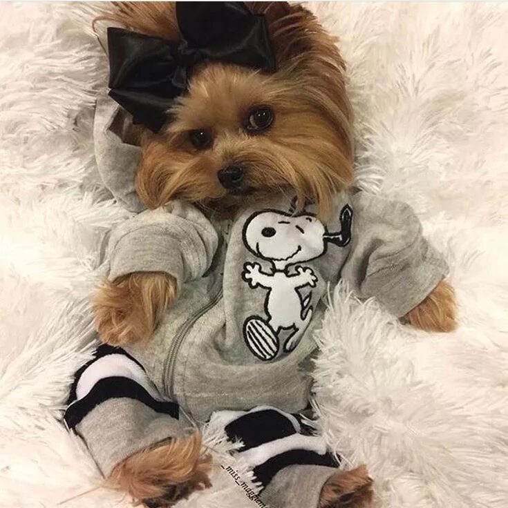 Крутая фото собачки Pin by Ashley Flores on animals Cute dogs, Yorkie, Yorkie dogs
