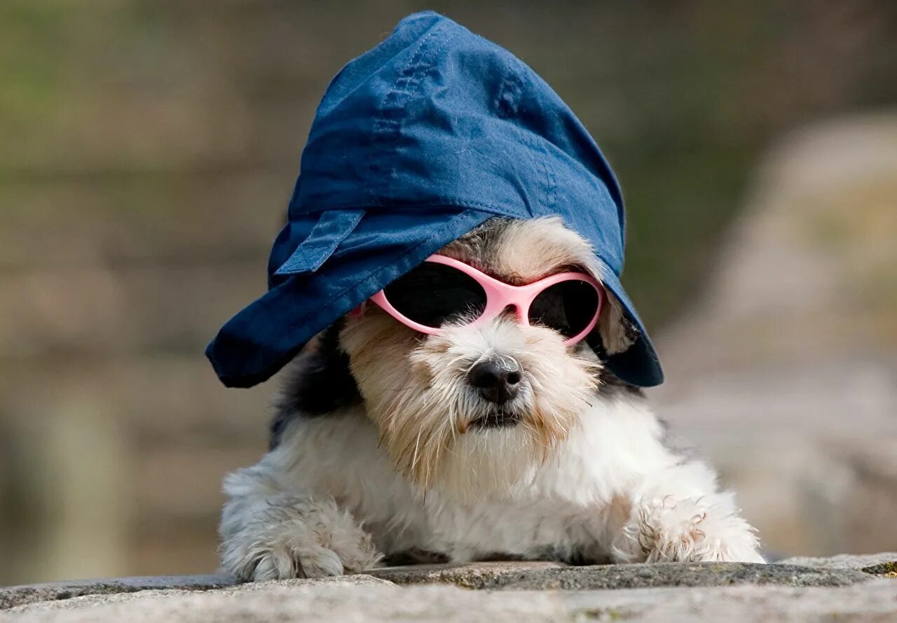 Крутая фото собачки Image result for animals with glasses Meme de cachorro, Cachorro, Memes