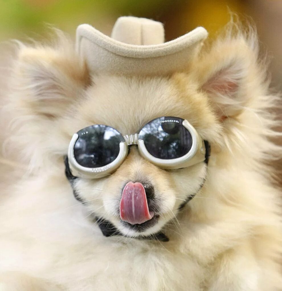Крутая фото собачки Собачья мода Designer dog collars, Luxury dog, Funny dogs