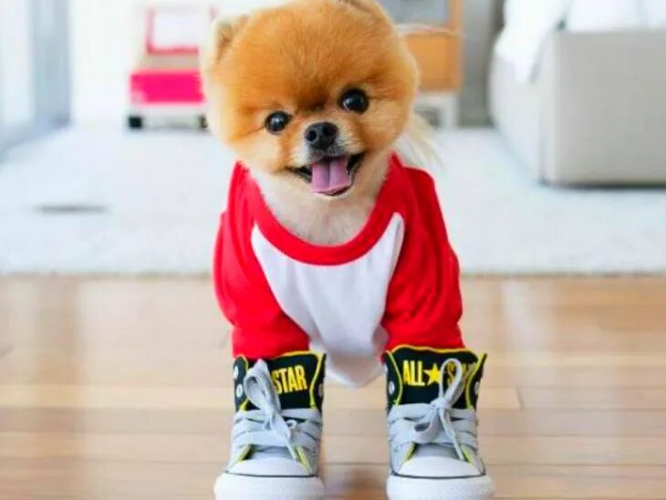 Крутая фото собачки jiffpom pomeranian dog left celebraties in terms of follower and earning 9 lakh 
