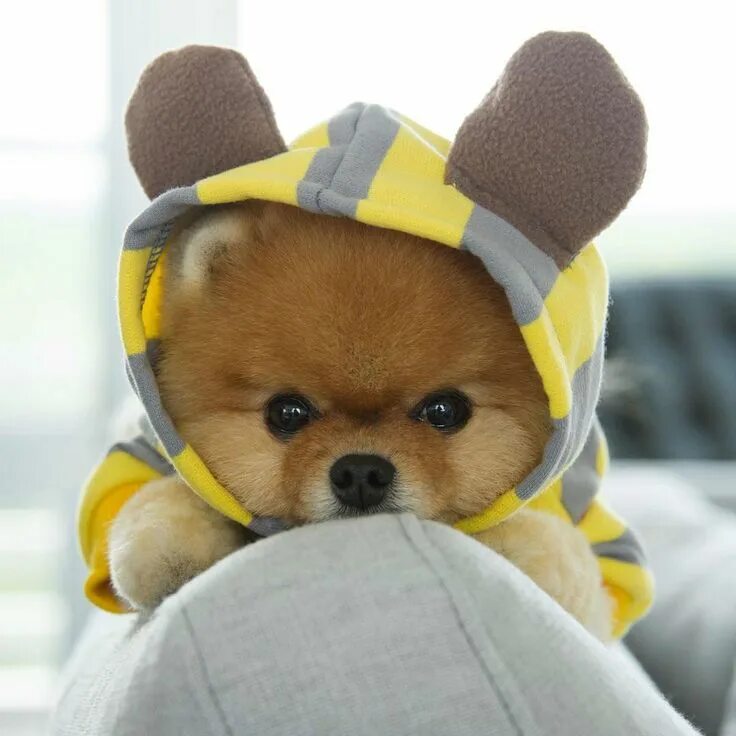 Крутая фото собачки Jiff the Pomeranian is a Cute Little Dude With a Very Particular Set of Skills ポ