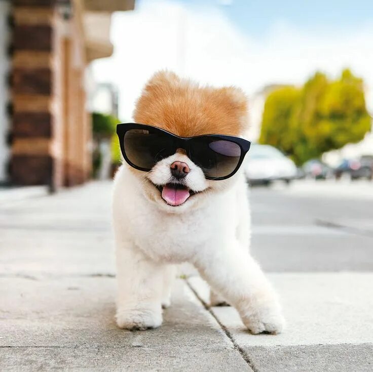 Крутая фото собачки These Smiling Dogs Will Brighten Your Day Smiling dogs, Boo the dog, Cute puppie