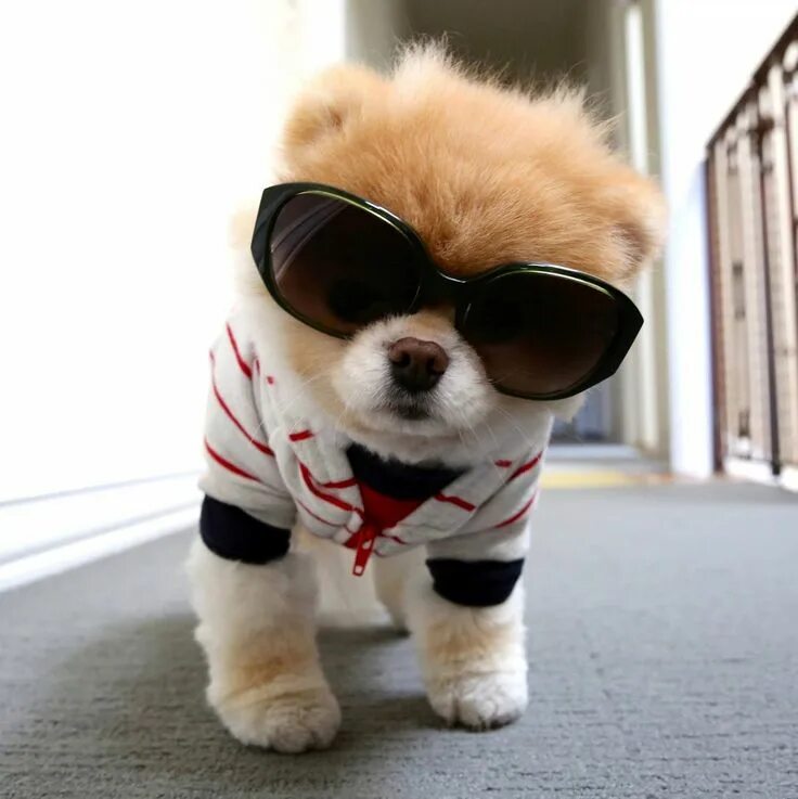 Крутая фото собачки Pin by Jerry Latiguna on Jerry's Dog & pet board Boo the dog, Dogs, Puppy facts