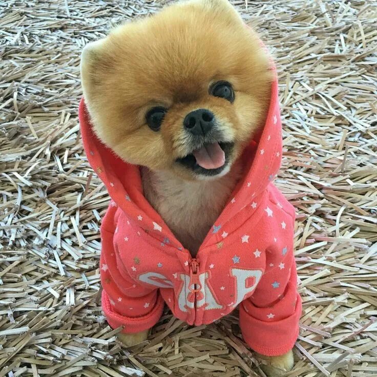 Крутая фото собачки Pin on jiff Baby animals real, Cute baby animals, Cute dogs