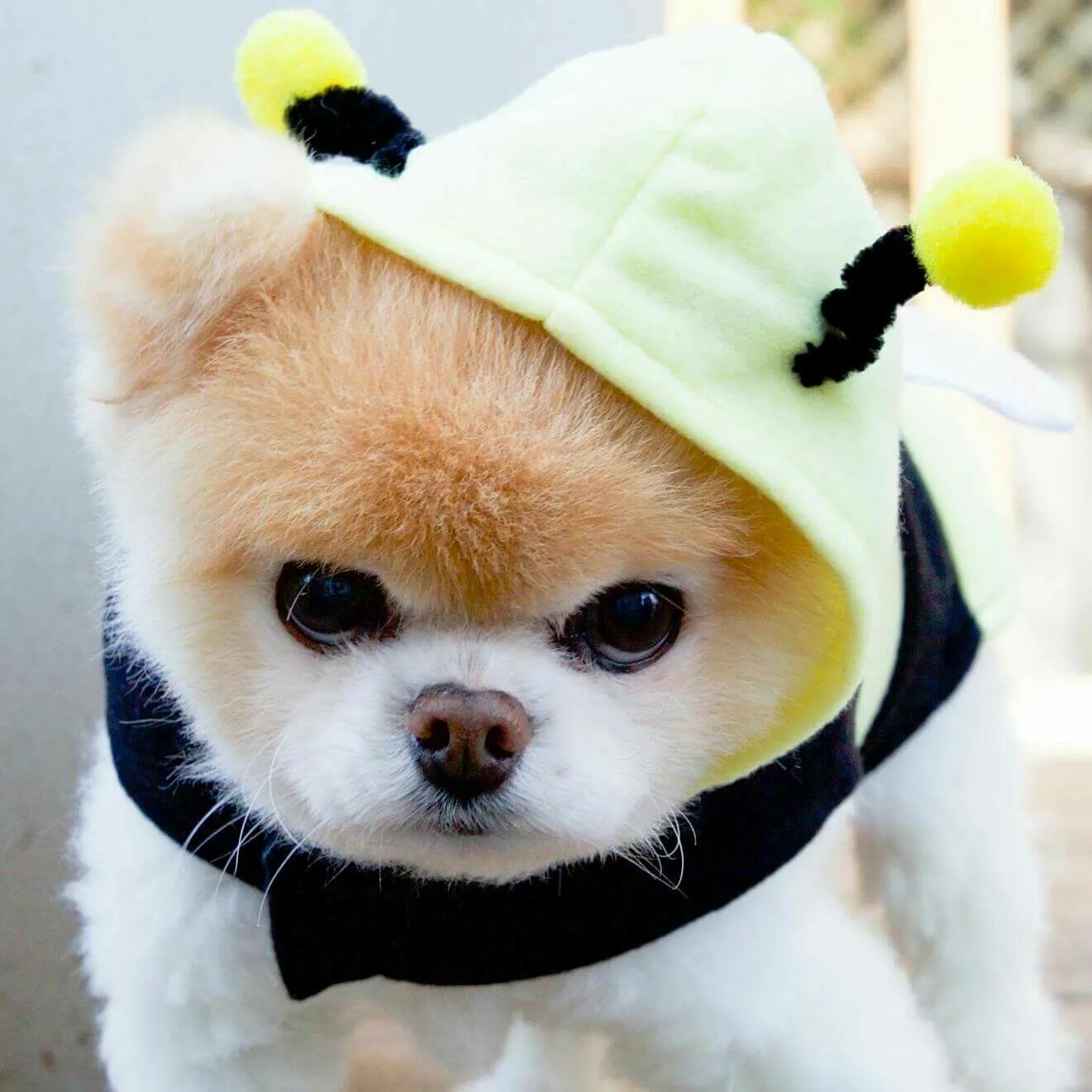 Крутая фото собачки Honeybee Boo