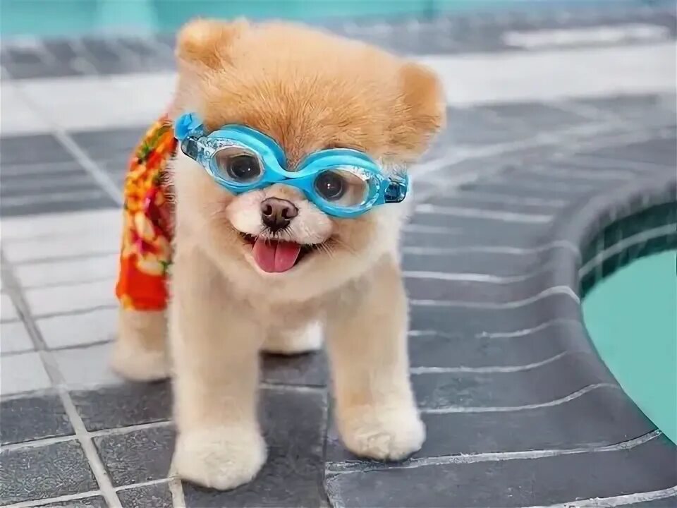 Крутая фото собачки Песик БУ Puppy BOO Виртуальный питомец ИГРА ДЛЯ ДЕТЕЙ - YouTube