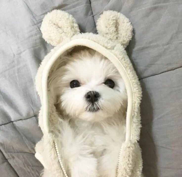 Крутая фото собачки Pin on MIS PERROS
