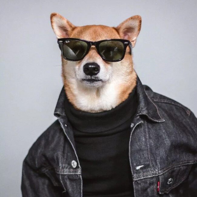 Крутое фото профиля Cutesypooh Menswear dog, Stylish dogs, Dog clothes