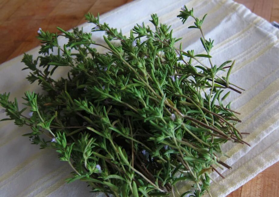 Крутосеря трава фото Čubar / Vrtni vrijesak / Satureja Hortensis / Sjeme